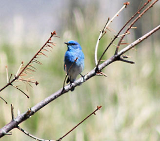 mountain blue 3 graphic